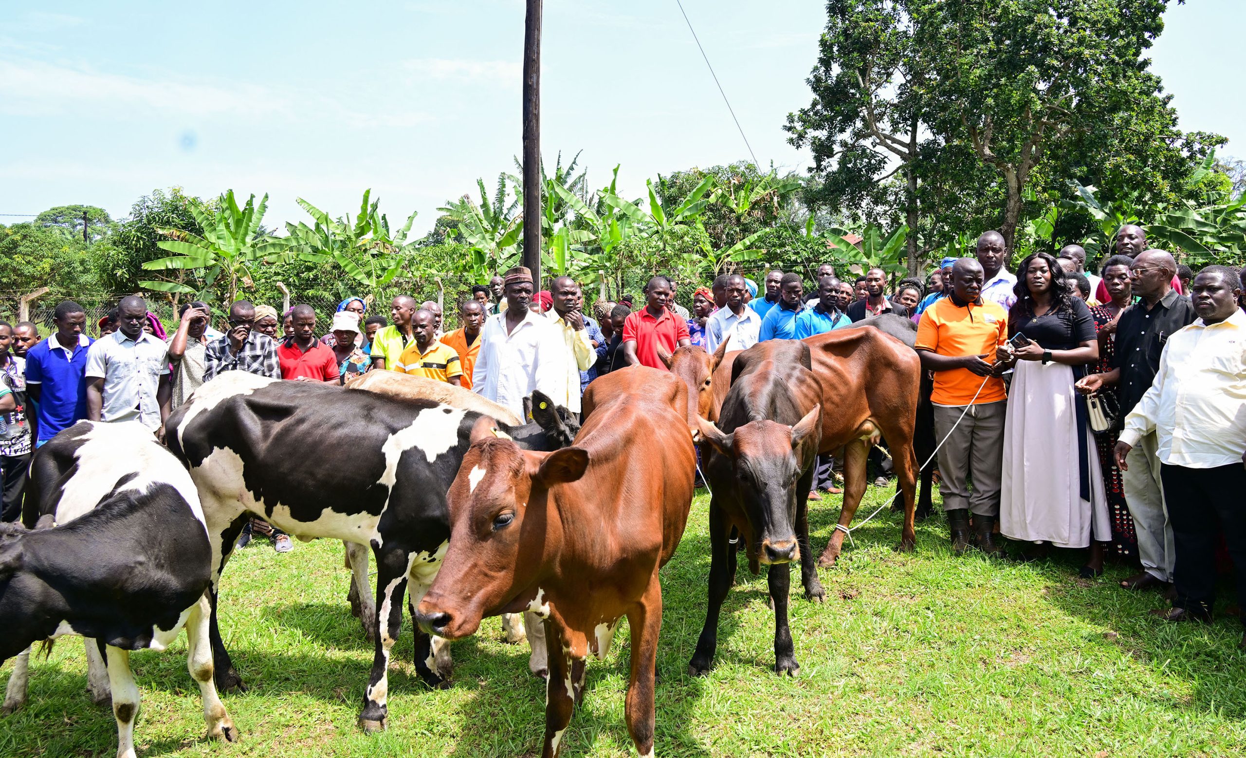 President Museveni Boosts Buikwe Groups With Heifers