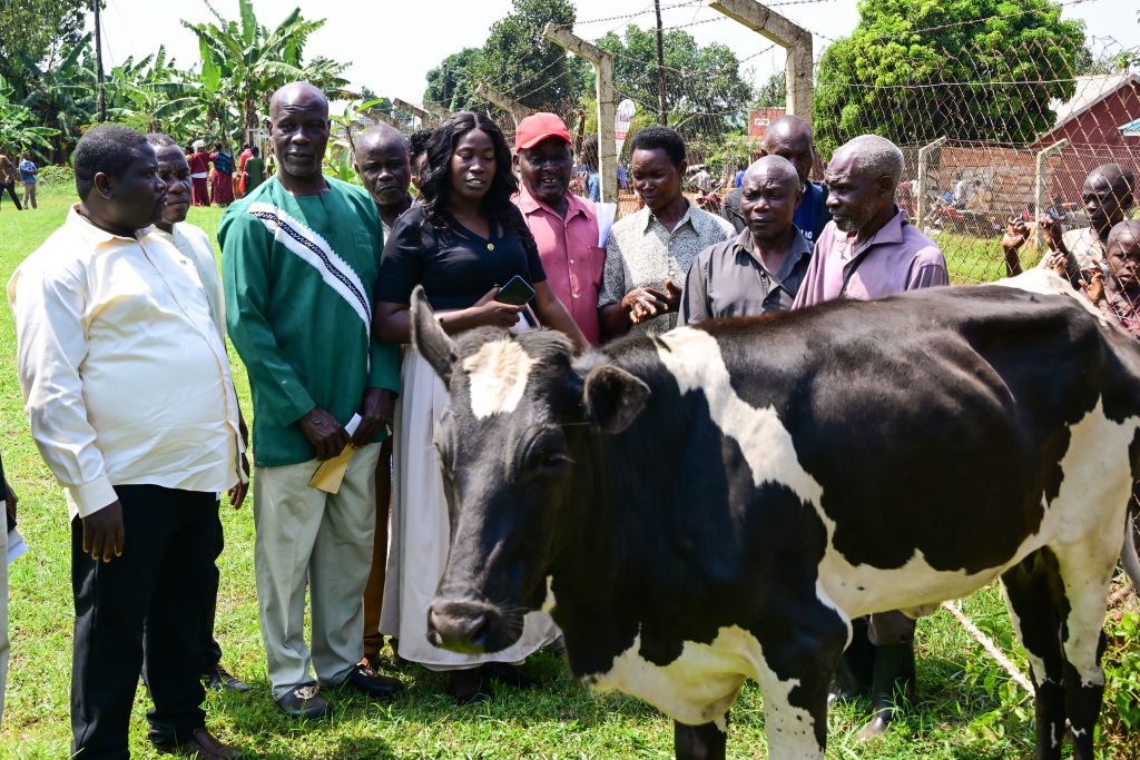 President Museveni Boosts Buikwe Groups With Heifers