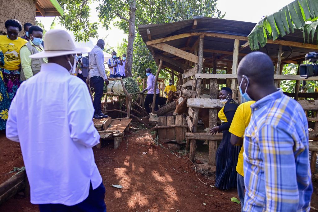 PDM Tour - Mrs Yapsiwa Doreen - A beneficiary of PDM and engaged in zero grazing, bananas, Coffee planting - Situated in Kakpukole village, Kobil parish, Kawowo S_C, Tingey county, Kapchorwa district. 