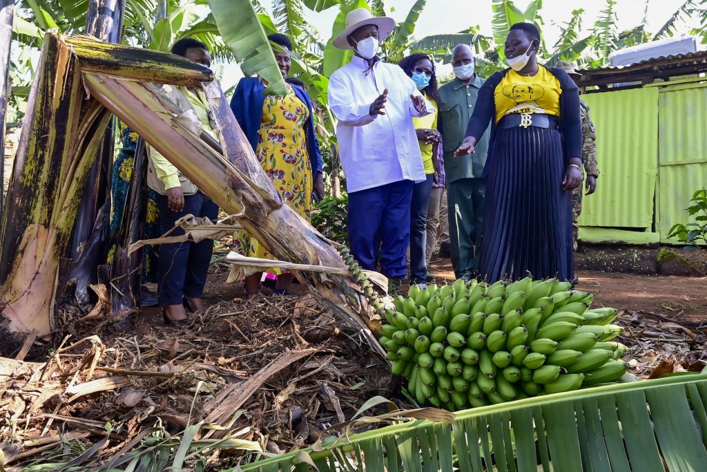 PDM Tour - Mrs Yapsiwa Doreen - A beneficiary of PDM and engaged in zero grazing, bananas, Coffee planting - Situated in Kakpukole village, Kobil parish, Kawowo S_C, Tingey county, Kapchorwa district. 