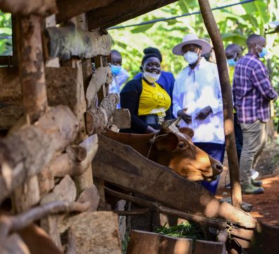 PDM Tour - Mrs Yapsiwa Doreen - A beneficiary of PDM and engaged in zero grazing, bananas, Coffee planting - Situated in Kakpukole village, Kobil parish, Kawowo S_C, Tingey county, Kapchorwa district.