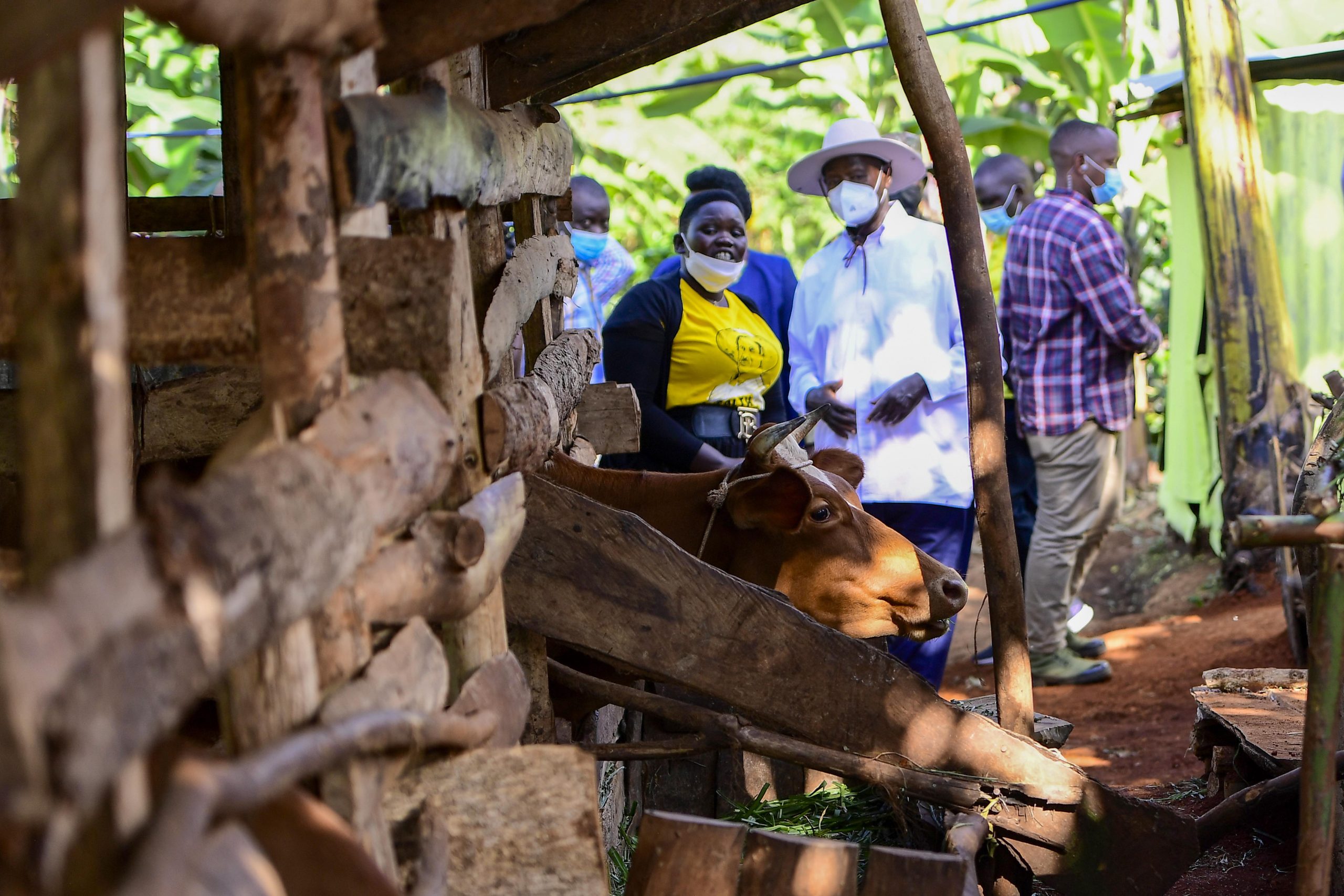 PDM Tour - Mrs Yapsiwa Doreen - A beneficiary of PDM and engaged in zero grazing, bananas, Coffee planting - Situated in Kakpukole village, Kobil parish, Kawowo S_C, Tingey county, Kapchorwa district.