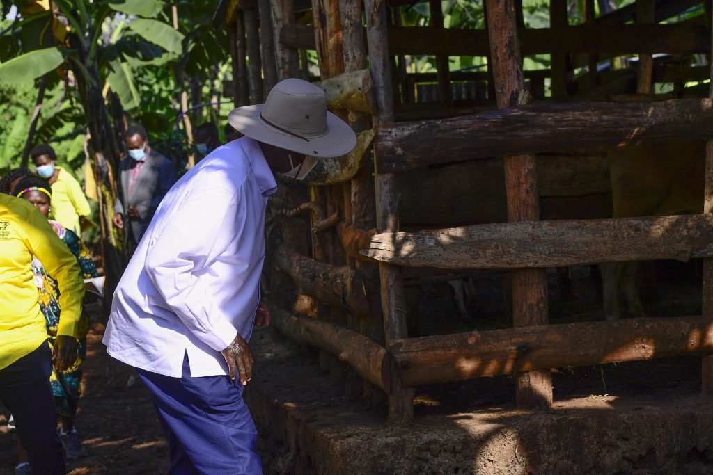 PDM Tour - Mrs Yapsiwa Doreen - A beneficiary of PDM and engaged in zero grazing, bananas, Coffee planting - Situated in Kakpukole village, Kobil parish, Kawowo S_C, Tingey county, Kapchorwa district.