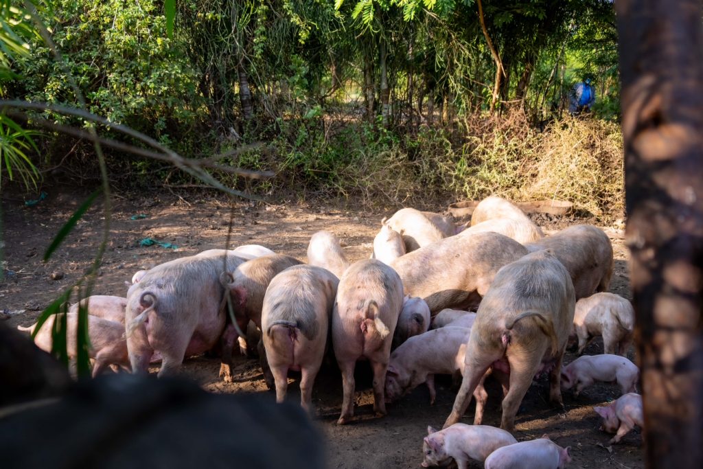 President Museveni Visits Lokong Emmanuel Losike a piggery farmer in Kakomokwee Village Loregae Nakapiripirit District