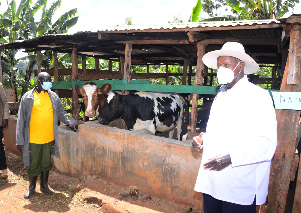 President Museveni at at the home of Mr Nicholas Chelimo a model farmer in Ngeny Village Kapkoros Parish in Bukwo Sebei Sub Region