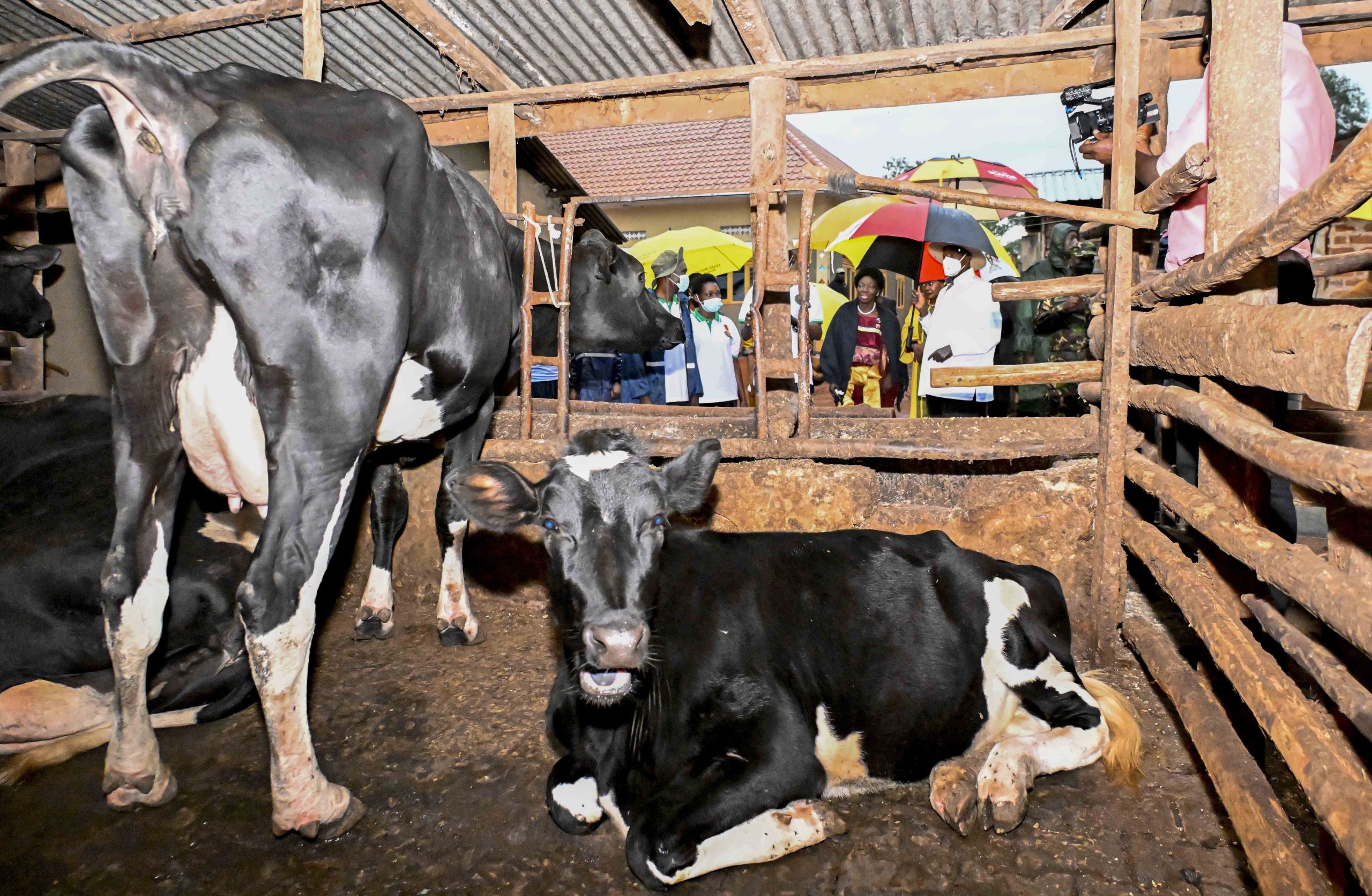 President Yoweri Kaguta Museveni with the guidance of Kazibwe Michael a PDM model farmer admires the cow project at Kazibwe Family Mixed Farm in Namazala LC 1 Village, Busede Sub-County, Butembe County, Jinja District, this was during the Presidential Zonal Tour for Busoga Sub-region on the 22nd January 2024. Photos by PPU/Tony Rujuta.