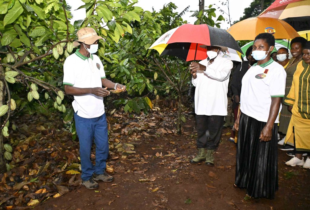 President Yoweri Kaguta Museveni with the guidance of Kazibwe Michael and his wife Kazibwe Prossy a PDM model farmer admires Cocoa project at Kazibwe Family Mixed Farm in Namazala LC 1 Village, Busede Sub-County, Butembe County, Jinja District, this was during the Presidential Zonal Tour for Busoga Sub-region on the 22nd January 2024. Photos by PPU/Tony Rujuta.