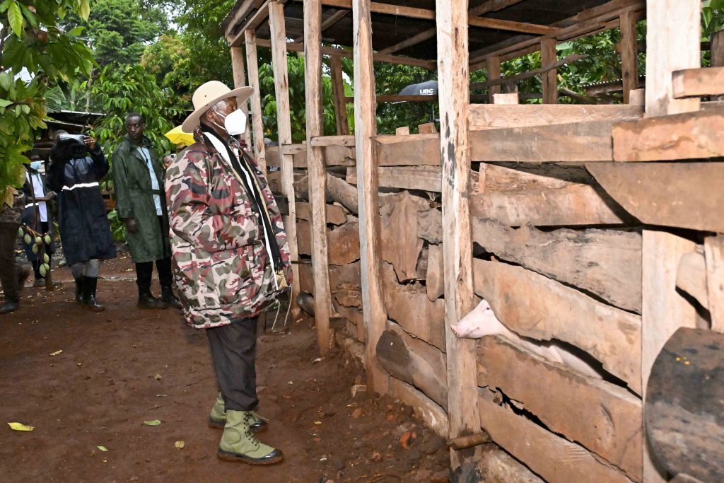 President Yoweri Kaguta Museveni admires Piggery project for Kazibwe Michael a PDM model farmer at Kazibwe Family Mixed Farm in Namazala LC 1 Village, Busede Sub-County, Butembe County, Jinja District, this was during the Presidential Zonal Tour for Busoga Sub-region on the 22nd January 2024. Photos by PPU/Tony Rujuta.