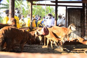 Farmer Apio Vicky in Lira - President Museveni Impressed By Progressive Impact Of Pdm In Lira