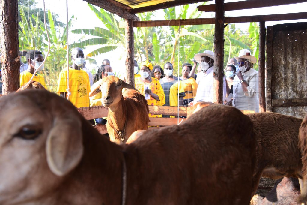 Farmer Apio Vicky in Lira - President Museveni Impressed By Progressive Impact Of PDM In Lira