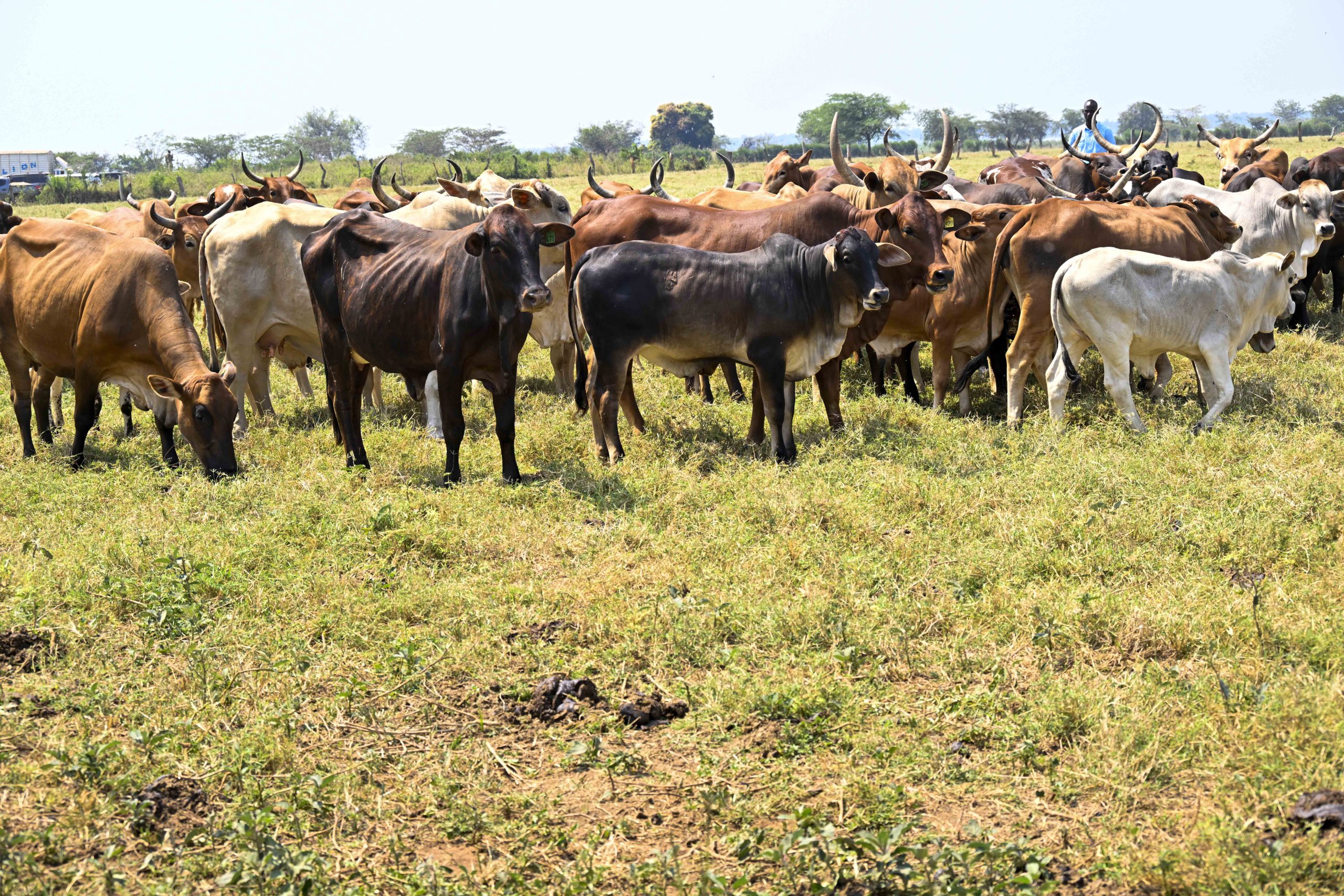 PDM performance assessment tour 2025 Lango sub-region - Jowel Okello a model farmer in Amolatar District