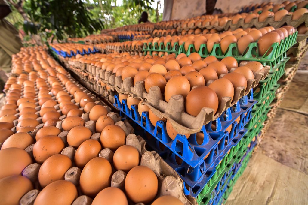 PDM - President Museveni visits Farmer in Hoima - Irumba David is an established model farmer in Bunyoro Sub-Region - 45000 layers 3acres of coffee and 50 goats