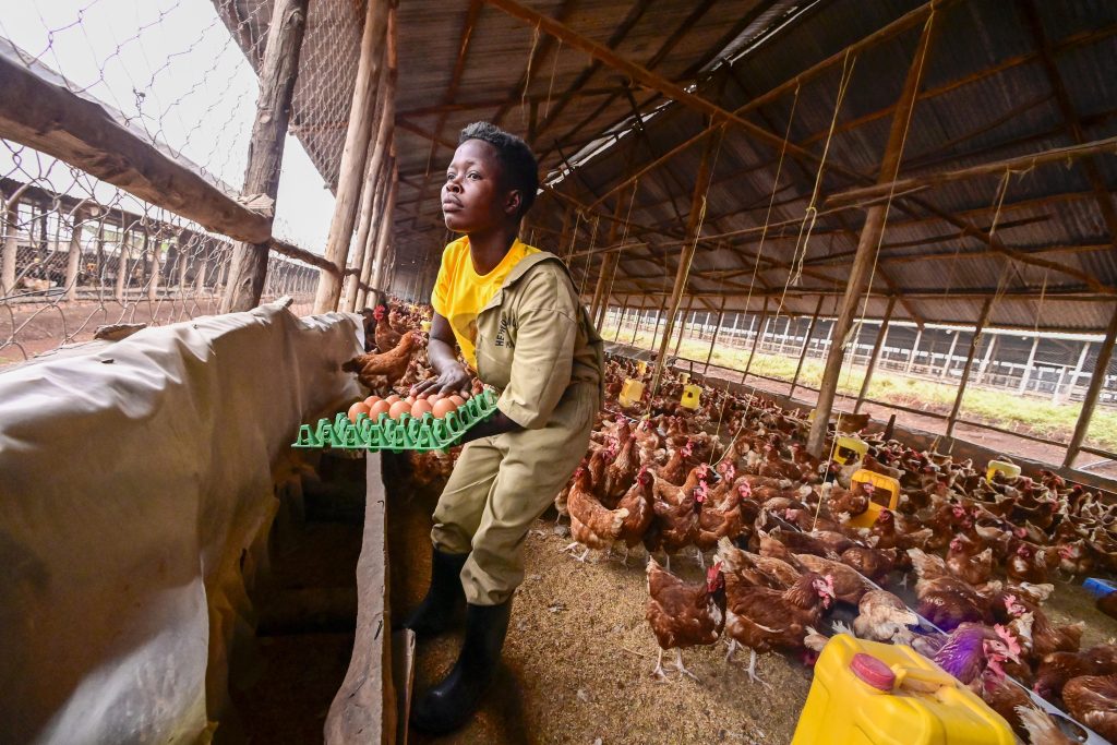 PDM - President Museveni visits Farmer in Hoima - Irumba David is an established model farmer in Bunyoro Sub-Region - 45000 layers 3acres of coffee and 50 goats