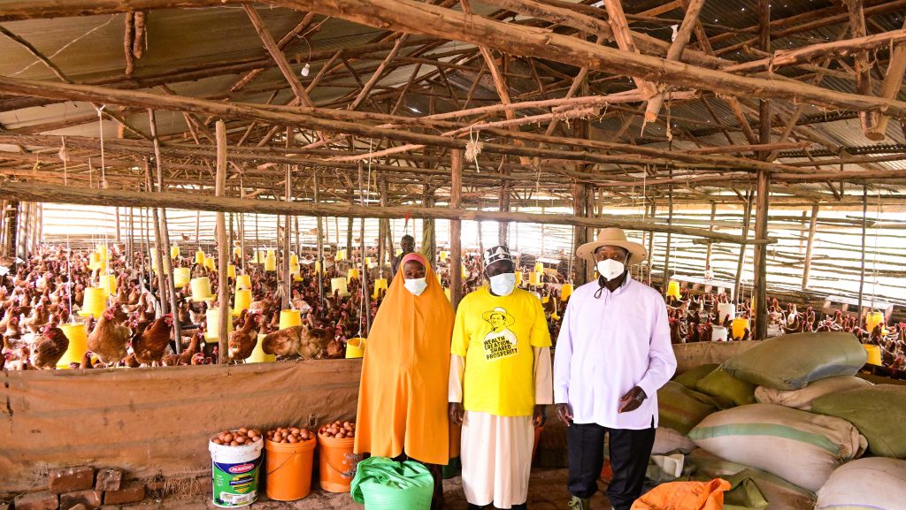 President Museveni inspects Haji Muhamad Zziwa's poultry farm with over 2000 birds in Kamengo, Mpigi district during his PDM assessment tour of greater Mpigi on Mon June 16 2025. PPU Photo
