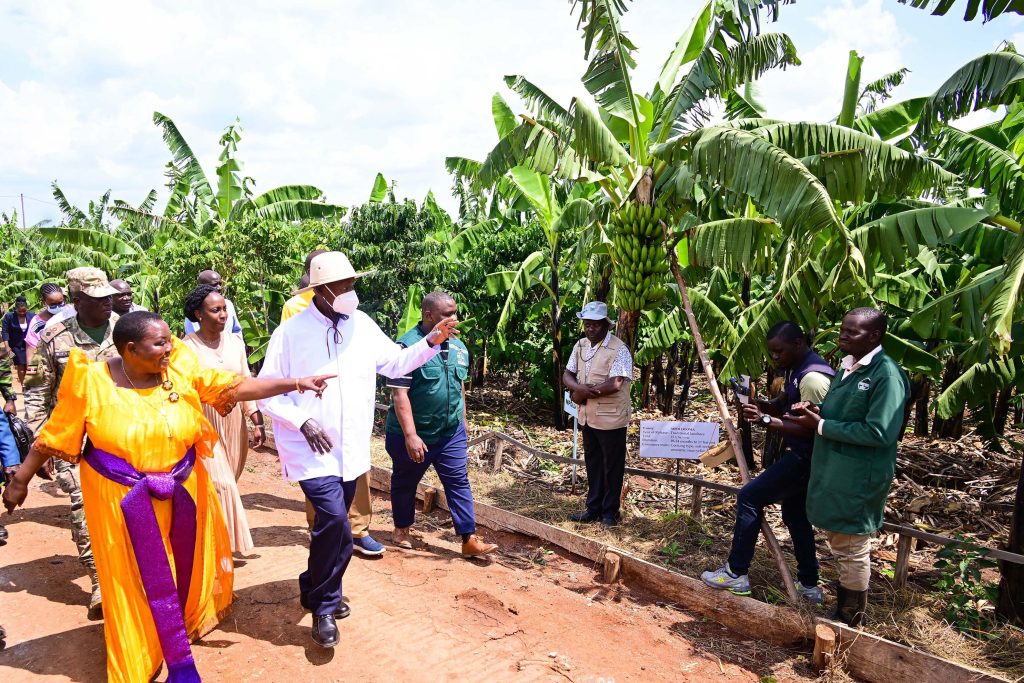 Prime Minister Robina Nabanjja takes President Museveni on a guided tour of her banana and coffee garden during his visist to her model farm in Kakumiro town on Saturday 21st June 2025. He presided over her thanksgiving. PPU Photo