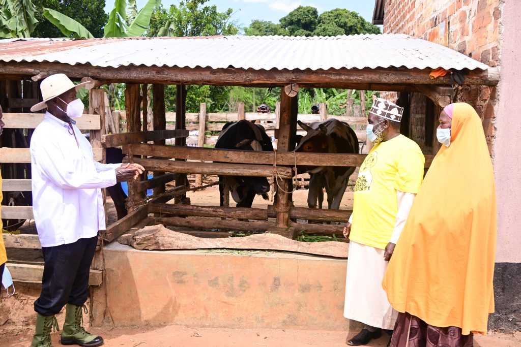President Museveni inspects Haji Muhamad Zziwa's cows at his farm in Kamengo in Mpigi district during his PDM assessment tour on Monday June 16, 2025. PPU Photo - State House Uganda President Museveni inspects Haji Muhamad Zziwa's cows at his farm in Kamengo in Mpigi district during his PDM assessment tour on Monday June 16, 2025. PPU Photo