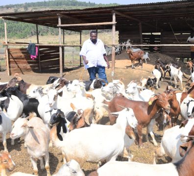 Kissakyamukama Commercial Agricultural Enterprise - 25-Jul-2026